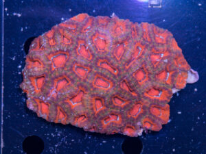 Acan - Lord Howe