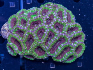Acan - Lord Howe