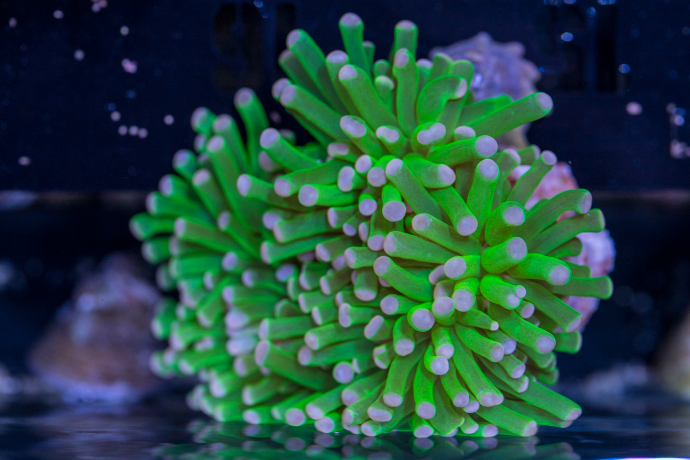 Torch - Hulk 1 Torch - Hulk