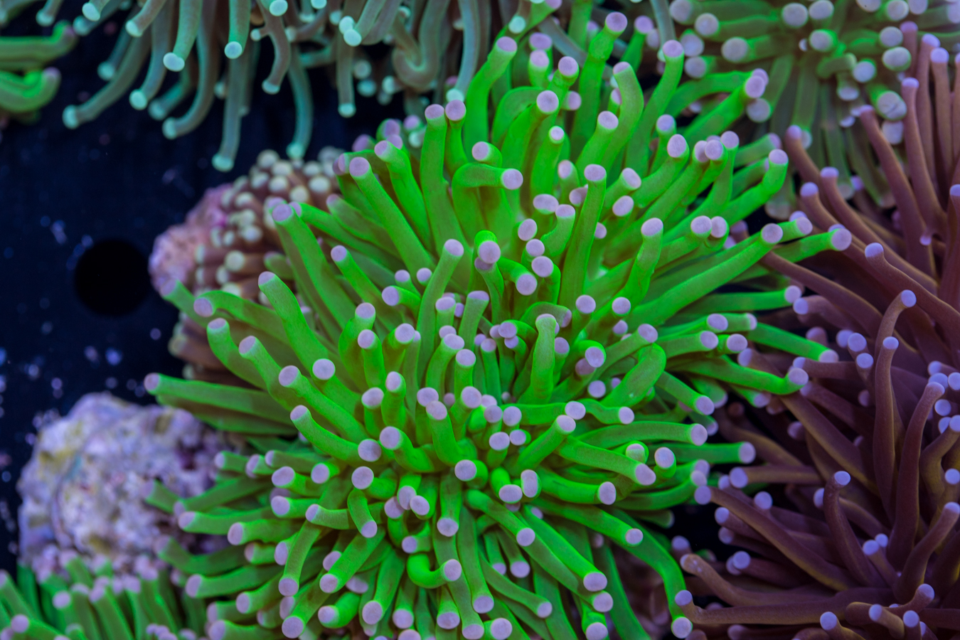 Torch - Hulk 1 Torch - Hulk