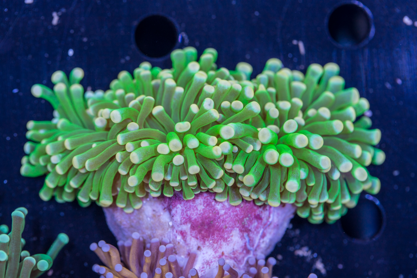 Torch - Hulk 1 Torch - Hulk