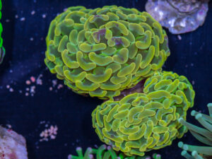 Hammer - Branching - Neon Pulse