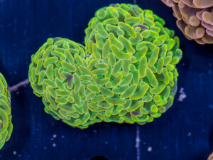 Hammer - Branching - Neon Pulse