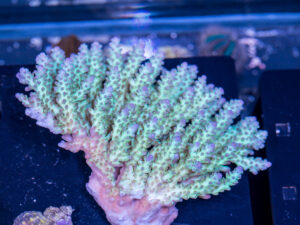 Acropora