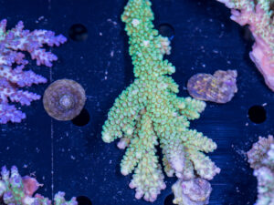 Acropora
