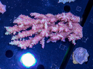 Acropora