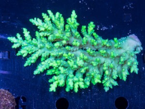 Acropora