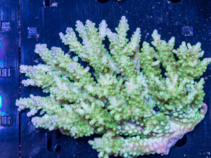 Acropora