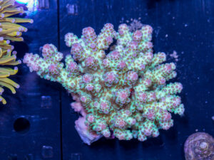 Acropora
