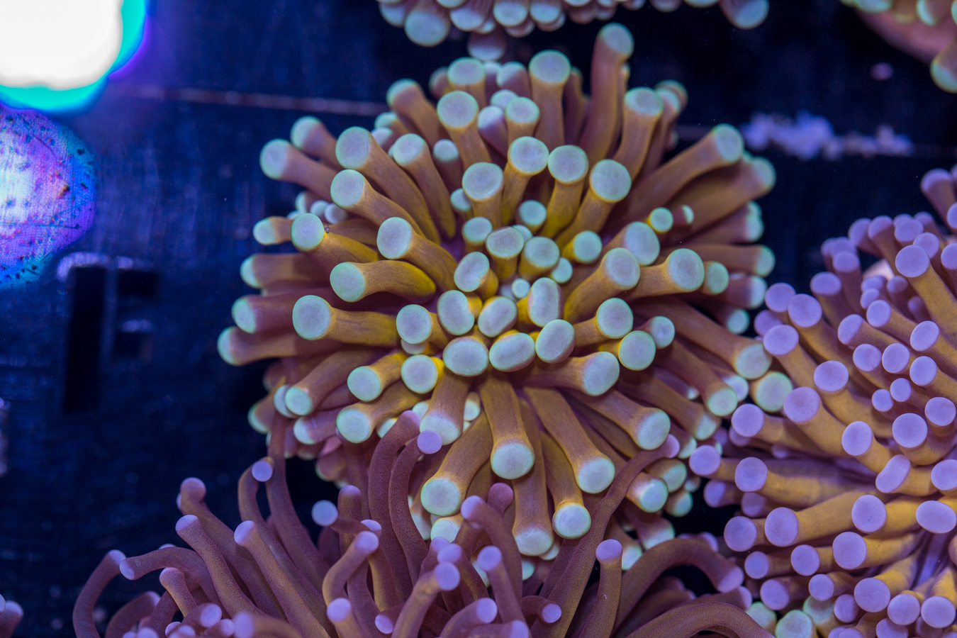 Torch - Mint Tip 1 Torch - Mint Tip