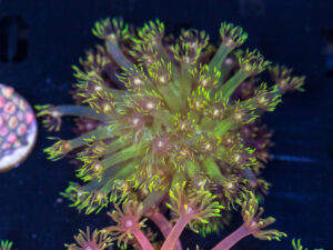 Goniopora - Grass Fire