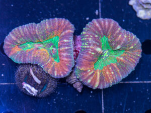 Lobophyllia