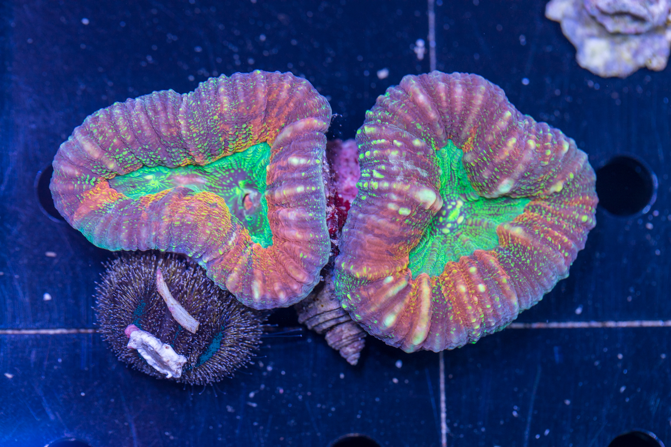 Lobophyllia 1 Lobophyllia