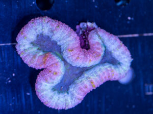 Lobophyllia