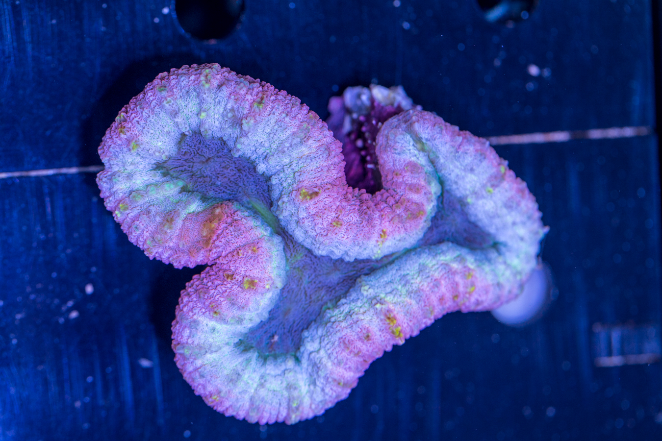 Lobophyllia 1 Lobophyllia