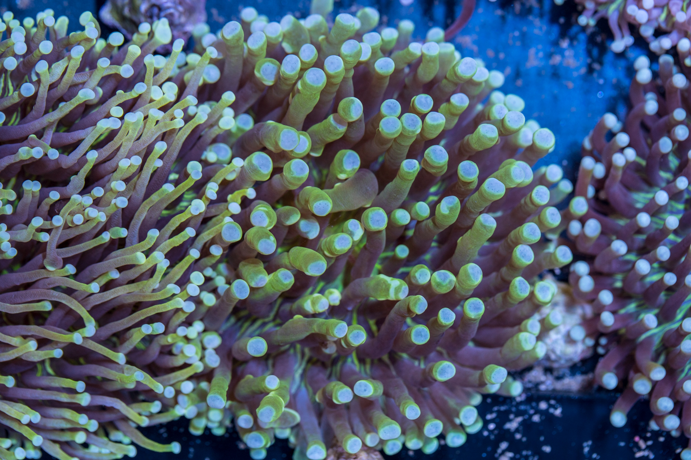 Heliofungia 1 Heliofungia