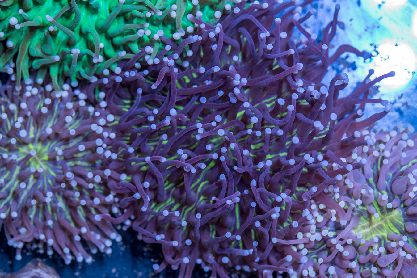 Heliofungia 1 Heliofungia