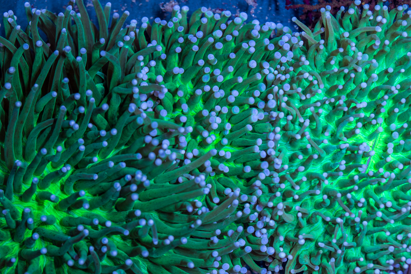 Heliofungia 1 Heliofungia