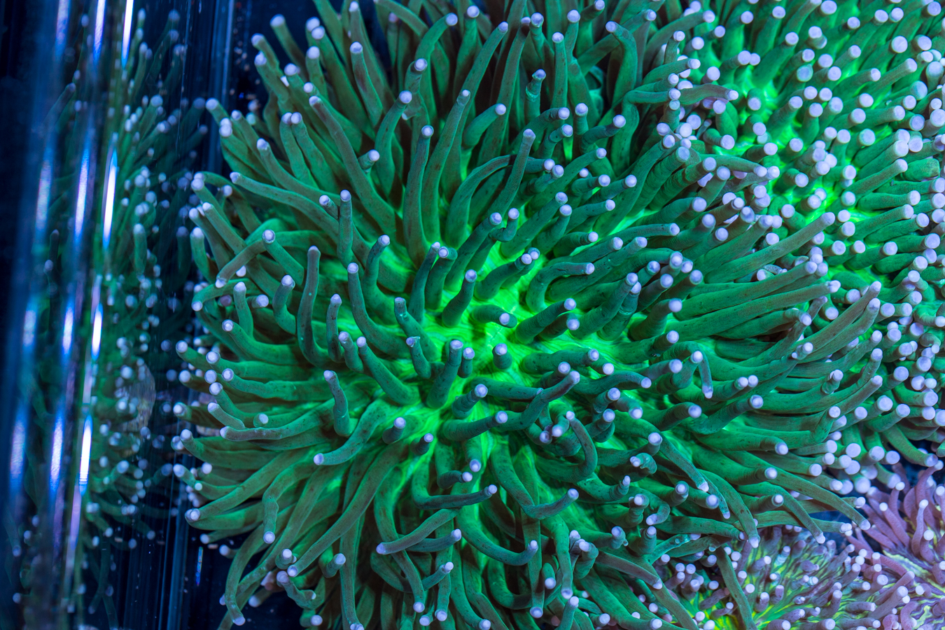 Heliofungia 1 Heliofungia