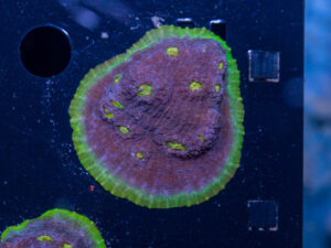 Chalice - Jelly Bean