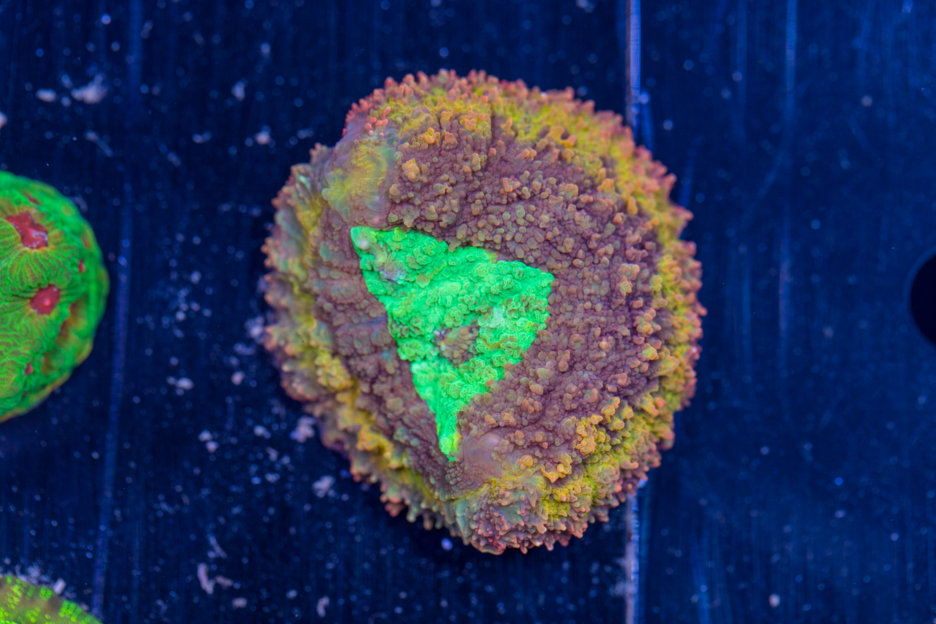 Symphyllia 1 Symphyllia