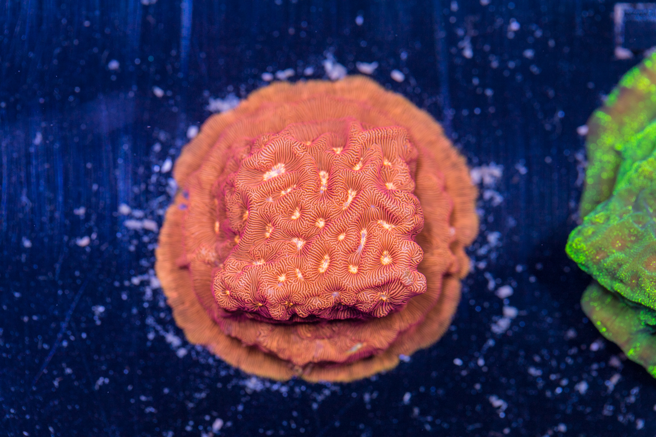 Leptoseris 1 Leptoseris