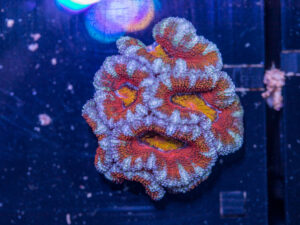 Acan - Lord Howe