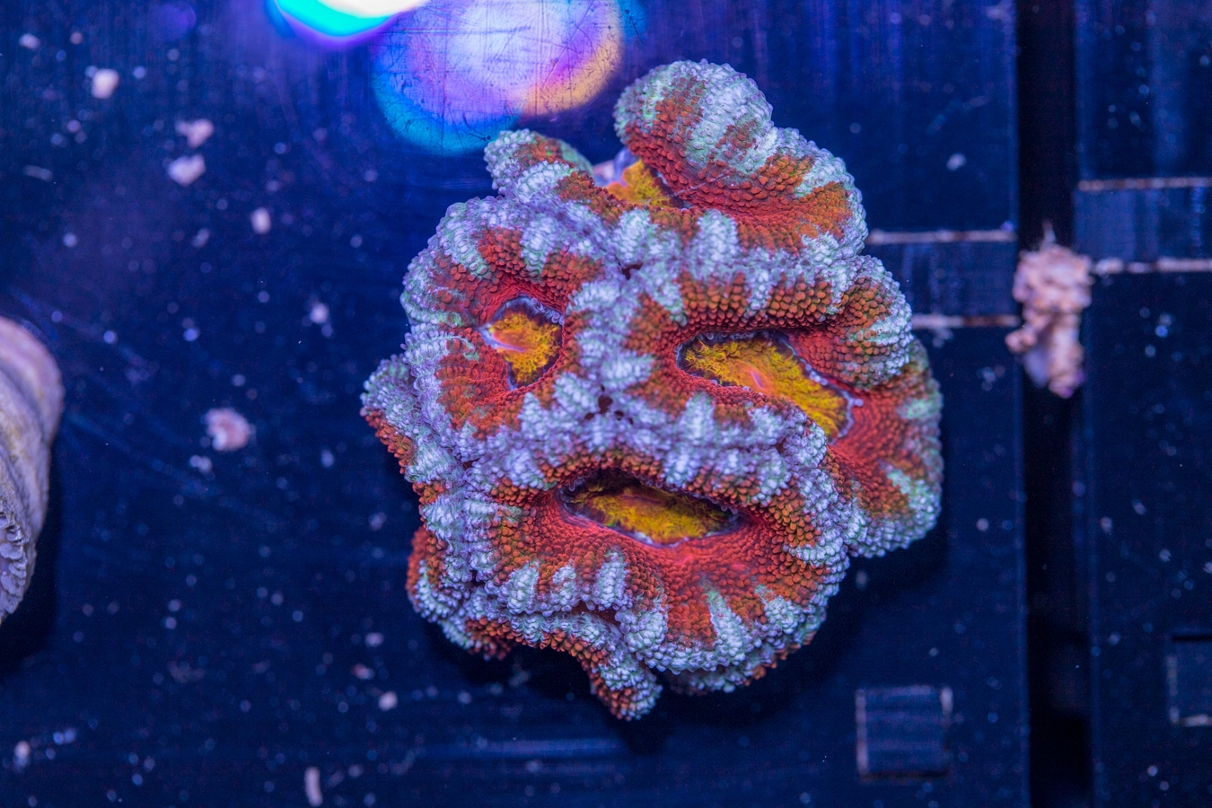 Acan - Lord Howe 1 Acan - Lord Howe