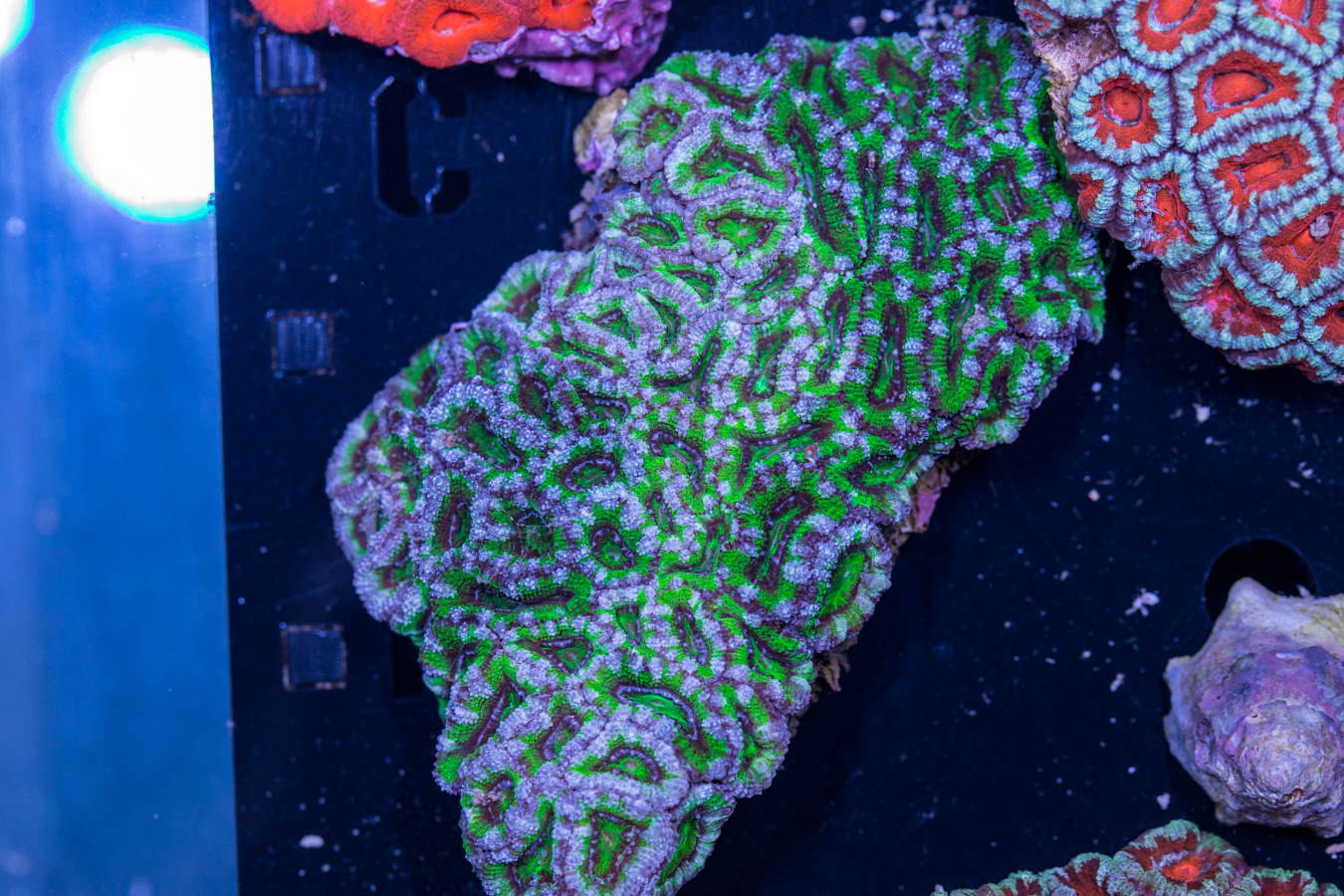 Acan - Lord Howe 1 Acan - Lord Howe