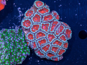 Acan - Lord Howe