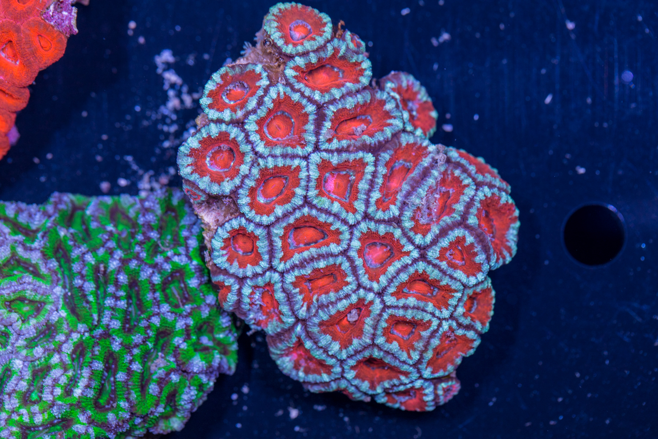 Acan - Lord Howe 1 Acan - Lord Howe