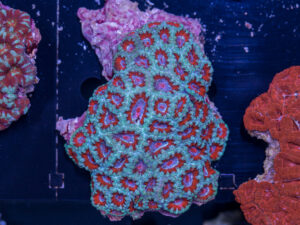 Acan - Lord Howe