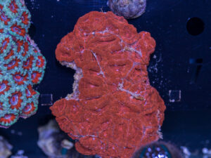 Acan - Lord Howe