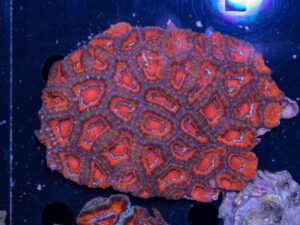 Acan - Lord Howe