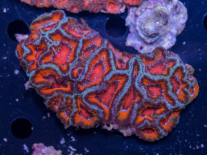 Acan - Lord Howe