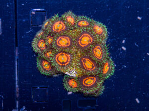 Zoanthids - Rainbow Incinerator