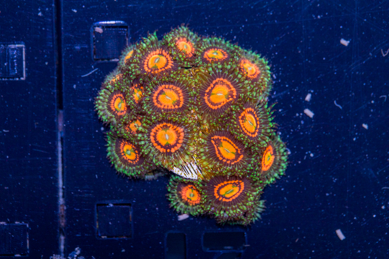 Zoanthids - Rainbow Incinerator 1 Zoanthids - Rainbow Incinerator