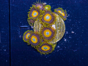Zoanthids - LA Laker