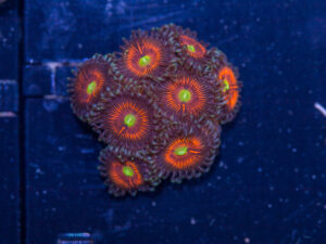 Zoanthids - Everlasting Gobstopper