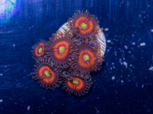 Zoanthids - Everlasting Gobstopper