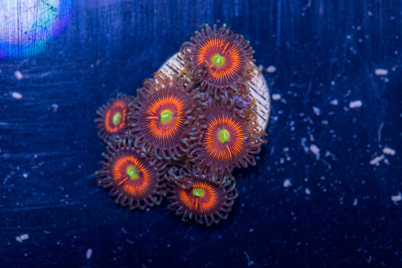 Zoanthids - Everlasting Gobstopper 1 Zoanthids - Everlasting Gobstopper