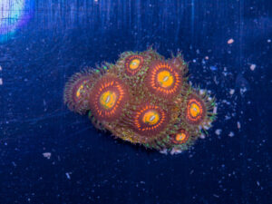 Zoanthids - Rainbow Incinerator