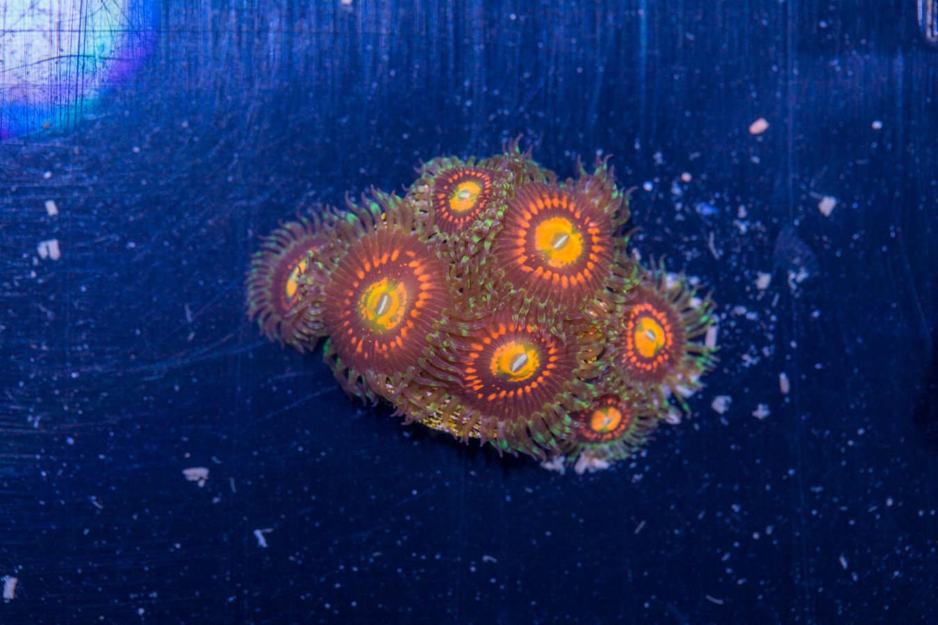 Zoanthids - Rainbow Incinerator 1 Zoanthids - Rainbow Incinerator