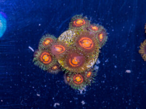 Zoanthids - Rainbow Incinerator