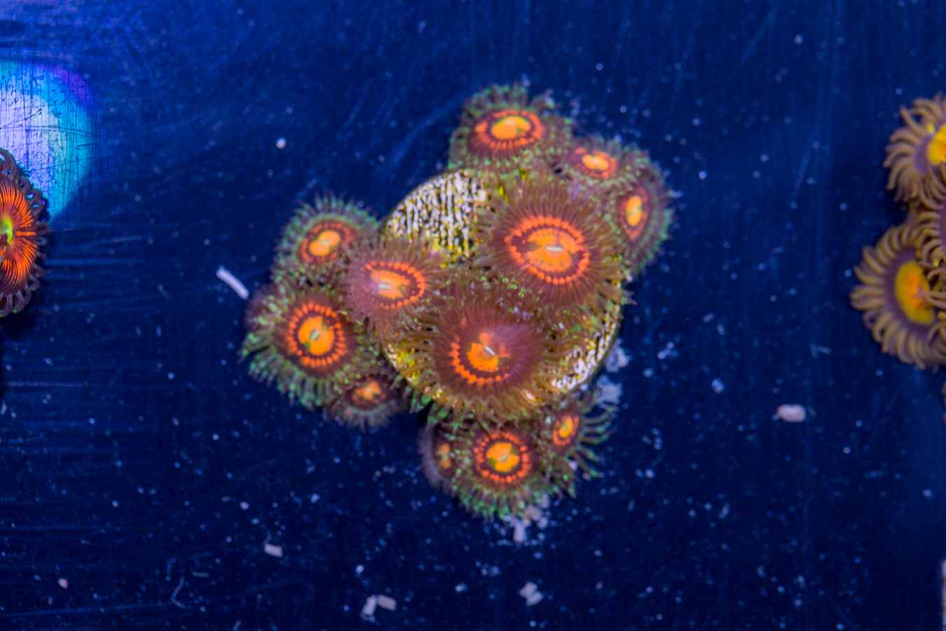 Zoanthids - Rainbow Incinerator 1 Zoanthids - Rainbow Incinerator