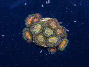 Zoanthids - Texas Grim Reaper