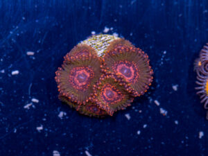 Zoanthids - JF Azz Krak