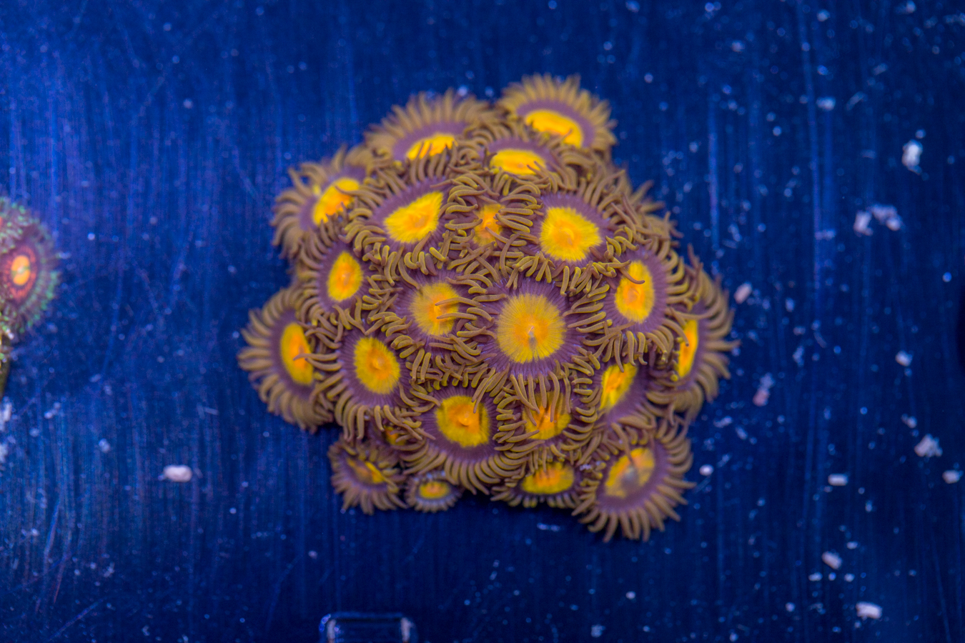 Zoanthids - King Midas 1 Zoanthids - King Midas