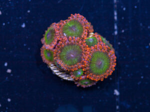 Zoanthids - Electric Oompa Loompa