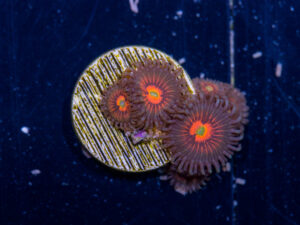 Zoanthids - God of War